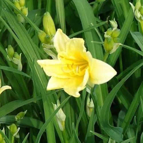 6x Daglilja - Hemerocallis lilioasphodelus - 9 x 9 cm kruka - gul blommande sort