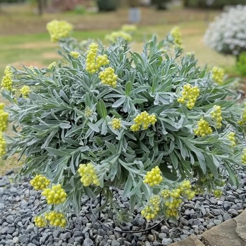 Semi di Xerochrysum bracteatum, esotici rare semi di campo rustiche 350pcs