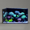 Landen 60P Ultra Clear All Glass Rimless Low Iron Aquarium Tank with Rear Filtration Chamber for Salt and Fresh (Return Pump Included) 60 x 45 x 40 cm (B x T x H), 8 mm Dicke