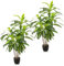 PASCH® 2 x Drachenbaum Kunstpalme groß (120 cm) - Langlebig & Naturgetreu | Realistische Kunstpflanzen groß | Künstliche Pflanzen groß | Palme künstlich | Künstliche Palme für natürliches Ambiente