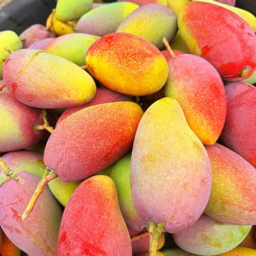 mangobaum steingartenpflanzen winterhart spalierobst topfpflanzen draußen winterhart mango bio winterharte kübelpflanzen obstsamen hochbeet für balkon pflanzenkübel zimmerpflanze 5samen