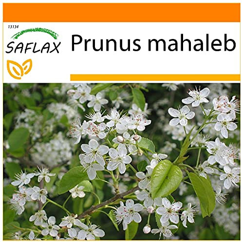 SAFLAX - Garden in the Bag - Ciliegio canino - 30 semi - Prunus mahaleb
