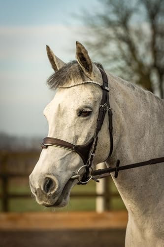 Equipride Zaumzeug Vegas aus englischem Leder, anatomisch, mit Flash-Nasenriemen (Cob)