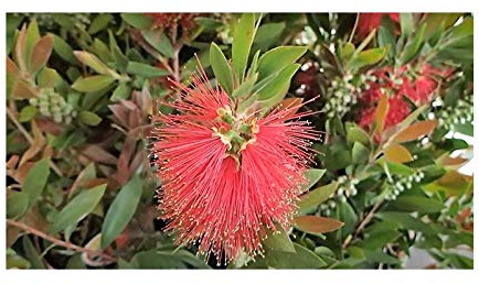 Stk - 100x Callistemon citrinus Zylinderputzer Blumen Pflanzen - Samen B844 - Seeds & Plants Shop by Ipsa