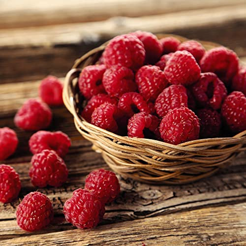 Raspberry Plants Ready to Plant UK 'Autumn Bliss' Autumn Fruiting Rubus idaeus Hardy Shrub Easy to Grow Your Own Garden Fruits 1x 9cm Potted Plants by Thompson and Morgan (1)