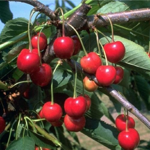 Obstbaum Kirsche Kirschbaum Busch Form rot Schneiders späte Knorpelkirsche Süßkirsche kleinbleibend hochwertige Baumschul Qualität direkt vom Fachhändler