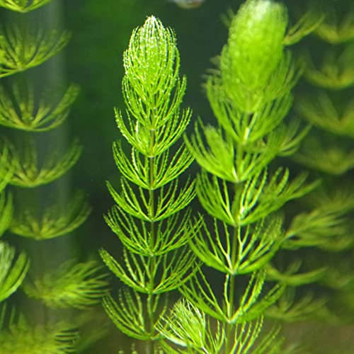 Aquarium Pflanzen 200 Samen Wasserpflanzen Aquarium Dekoration Aquarium Bonsai Wasserpest Aquariumpflanzen Miniteich Aquarienpflanzen Teichdeko