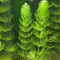 Aquarium Pflanzen 200 Samen Wasserpflanzen Aquarium Dekoration Aquarium Bonsai Wasserpest Aquariumpflanzen Miniteich Aquarienpflanzen Teichdeko