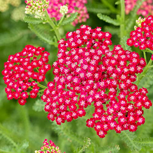 Achillea New Vintage Red Yarrow Plante vivace extérieure en pot pour jardin.