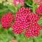 Achillea New Vintage Red Schafgarbe Laubabwerfende Outdoor-Staude im Topf für den Garten.