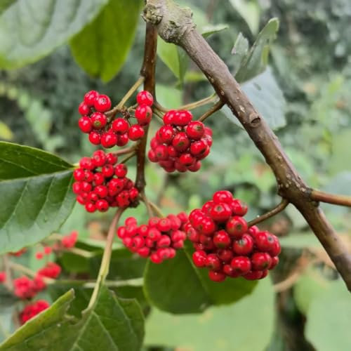 200 pcs stechpalme winterhart samen, bonsai tree, winterharte balkonpflanzen,ilex pflanze bonsai baum echt, geschenke für gartenliebhaber zimmerpflanzen, pflanzen geschenk indoor