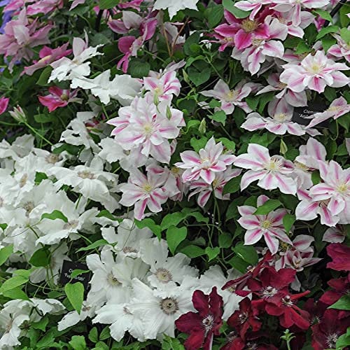Large Perennial Border Collection Mix of Hardy Cottage Garden Plants Quick to Establish Providing Instant Impact, Ideal for Borders, Pots & Containers 6 x 1-Litre Pots by Suttons