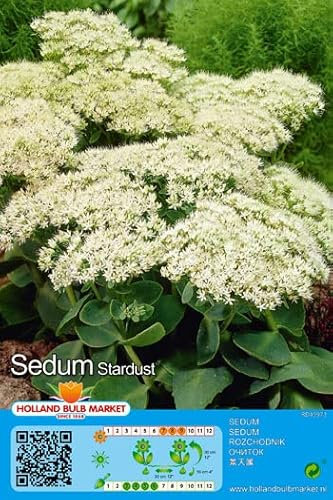 Sedum Stardust Fetthenne - Fettblatt 1 Rhizom