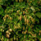 100 Pcs Hopfen Pflanze Samen - Humulus Lupulus - Blumen Balkon, Garten Geschenke Für Frauen, Kletterpflanze Hopfen Saatgut, Blumensamen Mehrjährig Winterhart, Balkonpflanzen Winterhart