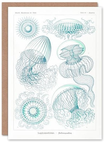 Artery8 Ernst Haeckel Art Card Aequoreidae Jellyfish Marine Life Species