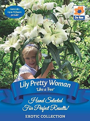 Blumenzwiebeln, Lilie wie ein Baum, für den Garten, 2 Stück