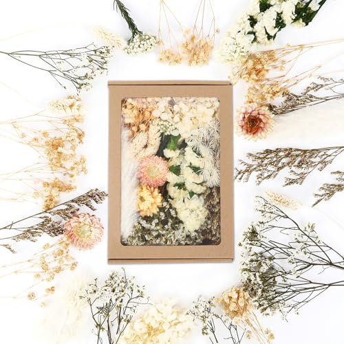 JULBEAR Getrocknete Blumen, Trockenblumen zum Basteln Klein Trockenblumen Deko Weiß Trockenblumen mit Papierbox Dried Flowers für Heimwerken Harz Scrapbooking Karten Heimdekoration