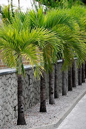15 Samen Kubanische Königspalme Roystonea regia Palmen Samen