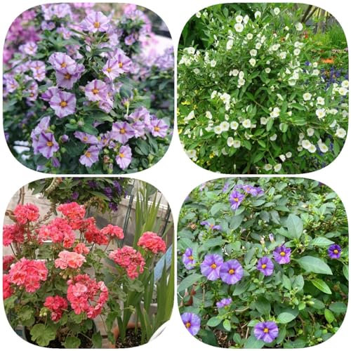 100 pcs Solanum Laciniatum samen - blumensamen gastgeschenk, samen wildflower, bodendecker winterhart mehrjährig herbstblumen, samen zimmerpflanzen blumen samen mehrjährige, kübelpflanzen