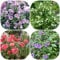 100 pcs Solanum Laciniatum samen - blumensamen gastgeschenk, samen wildflower, bodendecker winterhart mehrjährig herbstblumen, samen zimmerpflanzen blumen samen mehrjährige, kübelpflanzen