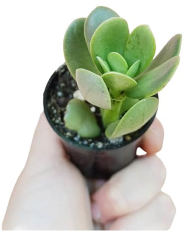 Senecio jacobsenii pianta grassa pendente fiori arancioni pianta rampicante perenne - vaso Ø 5,5 cm