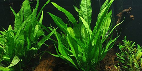 Java Felce/Microsorum pteropus - Piante Vive per Acquario