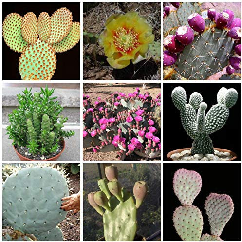 Portal Cool 20 Samen von Opuntia Mix, Samen Kakteen Mix, Sukkulente Samen Mix C