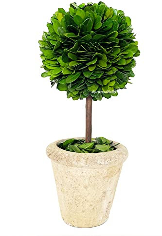 Buchsbaum-Formschnitt im Topf, 33 cm hoch, 12,7 cm breit