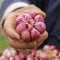 4 Pcs pflanzknoblauch winterhart - steckknoblauch - gemüse pflanzen, blumenzwiebeln mehrjährig winterhart knoblauch zum pflanzen, gemüse hochbeet, gartenpflanzen winterhart mehrjährig