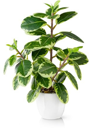 PASCH® Kamelie Zimmerpflanze künstlich (29cm) in weißem Keramiktopf: Kunstpflanzen wie echt | Künstliche Pflanzen im Topf | Fake Plant | Künstliche Zimmerpflanzen künstlich | Kunstblumen im Topf