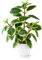 PASCH® Kamelie Zimmerpflanze künstlich (29cm) in weißem Keramiktopf: Kunstpflanzen wie echt | Künstliche Pflanzen im Topf | Fake Plant | Künstliche Zimmerpflanzen künstlich | Kunstblumen im Topf