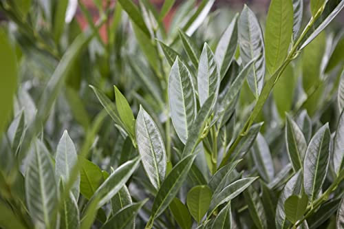 Kirschlorbeer 'Gajo' - Prunus laurocerasus, Immergrün, Winterhart, 40-50cm, Pflegeleicht, Heckenpflanze