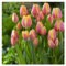 Tulipán Bulbos,Winterharte, Bulbos de Tulipán, Flores Cortadas, Plantas Perennes, Bulbos De Jardín, Decoración De Balcones-5 Bulbos-A