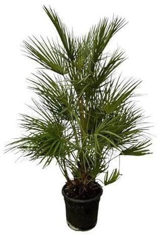 Chamaerops Humilis - Grüne Zwergpalme - Zimmerpflanze - 130 cm - Ø24cm