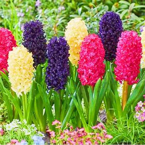 Hyacinth Bulbs UK Hyacinth Plant/Garden Flowers/Ornamental Flowers/Wedding Flowers-8bulbs-b