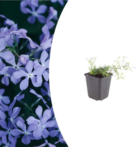 Phlox (S) 'Emerald Cushion Blue' | 60 pezzi - 10-25cm - Ø9cm - Pianta da giardino