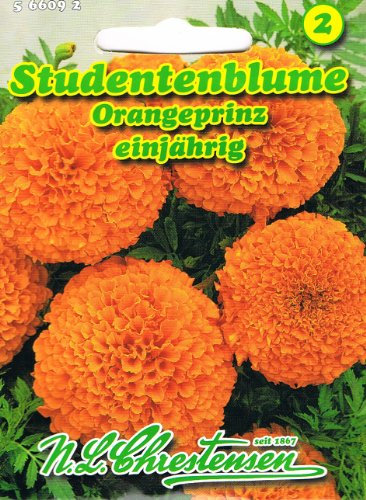 Studentenblume Orangeprinz beliebte Beet- und Gruppenpflanze Tagetes erecta plena