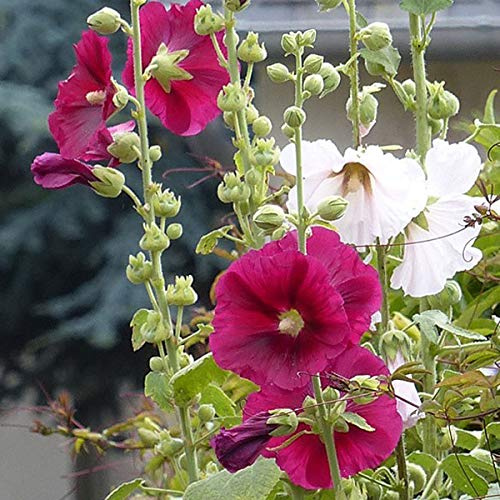 Alcea Rosea 'Simplex' - 6 x Stockrose 'Simplex' - Topf 9x9cm - Schlichte Eleganz in Einfacher Form - Blütenfarbe: Weiß, Rosa, Gelb, Rot, Schwarz
