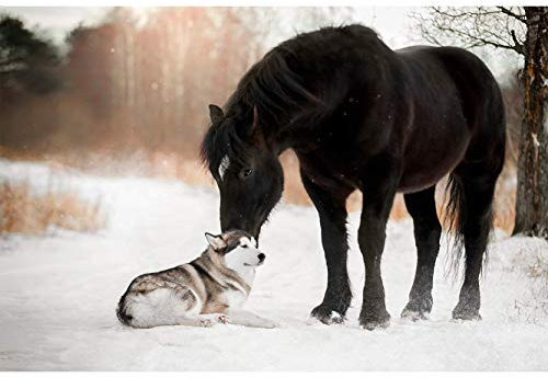 Oedim Fototapete Wand Hund und Pferd im Schnee | Verschiedene Maße 200 x 150 cm | Dekor Esszimmer, Wohnzimmer, Zimmer ...