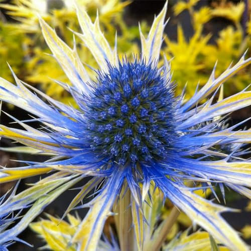 Carbeth Plants - Eryngium Neptunes Gold in 9cm Pot - Rare Seaholly Herbaceous Plant - Attractive Golden Yellow Foliage - Ready for Planting