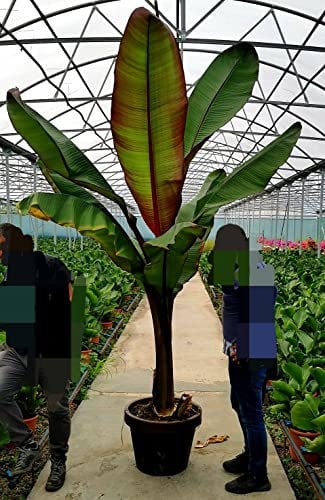 POWERS TO FLOWERS - BANANO MAURELII ESEMPLARE, PIANTA DEL BANANO A FOGLIA ROSSA, VASO 60CM DIAMETRO, ALTEZZA 320CM, pianta vera