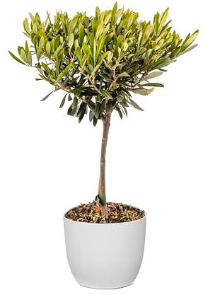 Bonplants Alberello di Ulivo Vero, Olea Europaea, Pianta Longeva e Simbolica, Vaso 17 cm, h 60 cm (Vaso Bianco)