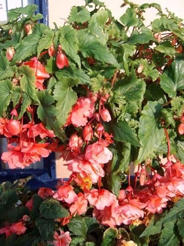 Begonienzwiebeln : Begonia pendula Rosa - Begonie Rosa Hängebegonie 1 Blumenzwiebel/Knolle