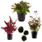 Sahawa Aquarienpflanzen-Set, 3-6 Topfpflanzen, Anubias, Farn, Stengelpflanzen, Mooskugeln, 5 cm Töpfe (Nr. 13 3 Pflanzen)
