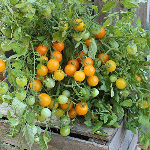 Tumbling Tom gelb Tomatensamen für ca. 20 Pflanzen - perfekte Ampelpflanze, frühe Sorte