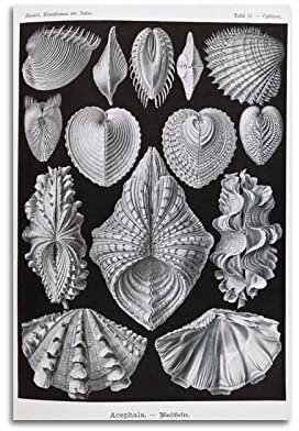 JAHER Ernst Haeckel Gemälde Kunstwerke - (Kunstformen Der Natur – Muscheln) Poster Bild Druck Wandkunst Gemälde Leinwand Kunstwerke Geschenkidee Raum Ästhetik 20 x 30 cm