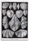 JAHER Ernst Haeckel Gemälde Kunstwerke - (Kunstformen Der Natur – Muscheln) Poster Bild Druck Wandkunst Gemälde Leinwand Kunstwerke Geschenkidee Raum Ästhetik 20 x 30 cm