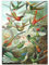 MyPuzzle Hummingbirds and Trochilidae (Kolibris), Vintage Art Poster, Ernst Haeckel - Premium 500 Teile Puzzle - MyPuzzle Sonderkollektion von Havana Puzzle Company