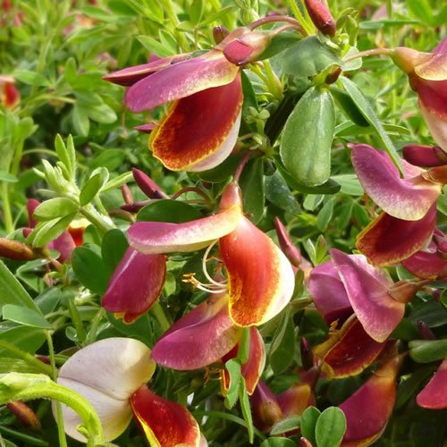 1 X CYTISUS 'Goldfinch' Broom DECIDUOUS Shrub Hardy Plant in Pot
