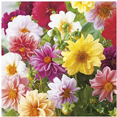 3X Dahlia Unwin Mix Bulbs Collection- Dwarf Size Blooms Great for Borders & Cut Flowers - for a Beautiful Garden